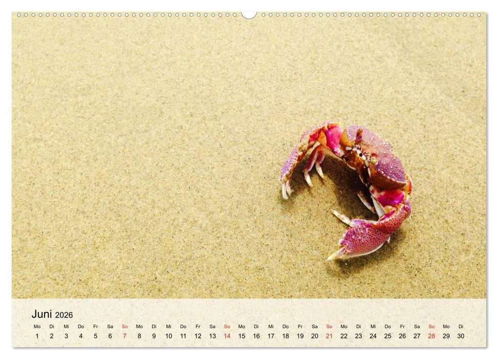 Krabben. Lustige Aliens (CALVENDO Wandkalender 2026)