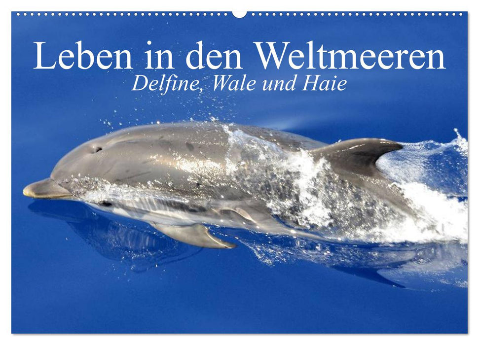 Leben in den Weltmeeren. Delfine, Wale und Haie (CALVENDO Wandkalender 2026)