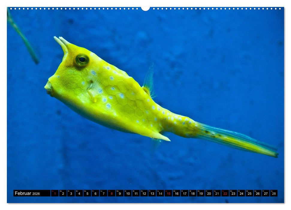 Paradiese im ewigen Blau. Die bunte Unterwasserwelt (CALVENDO Wandkalender 2026)