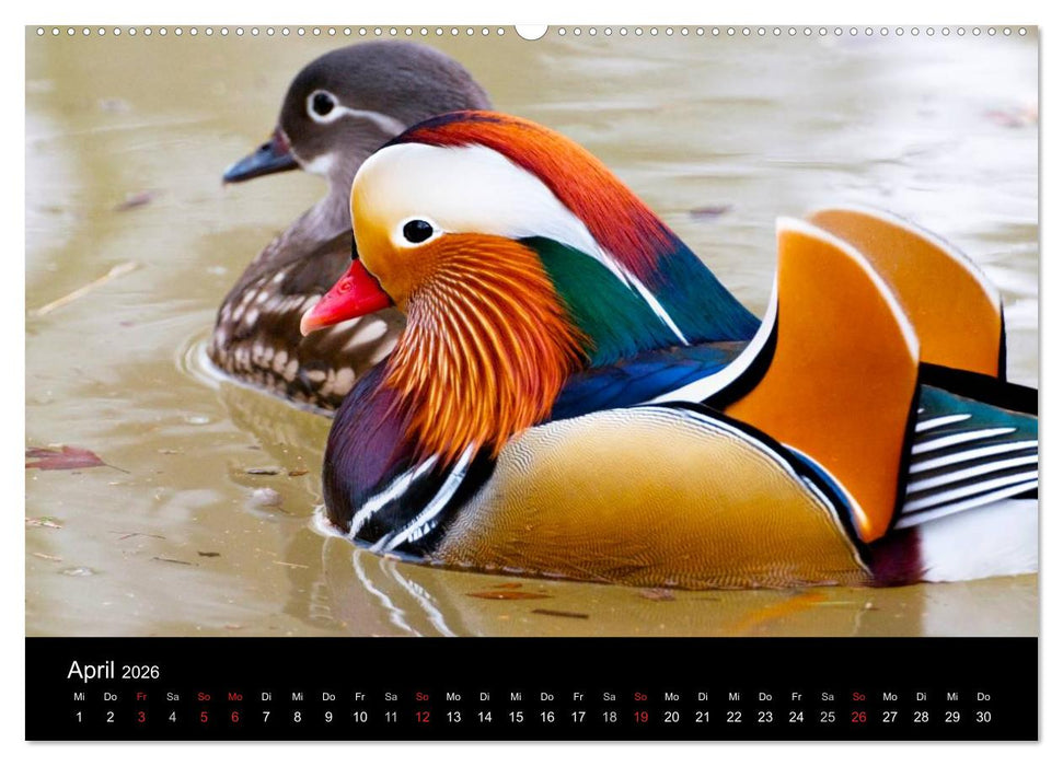 Mannheimer Waldpark (CALVENDO Premium Wandkalender 2026)