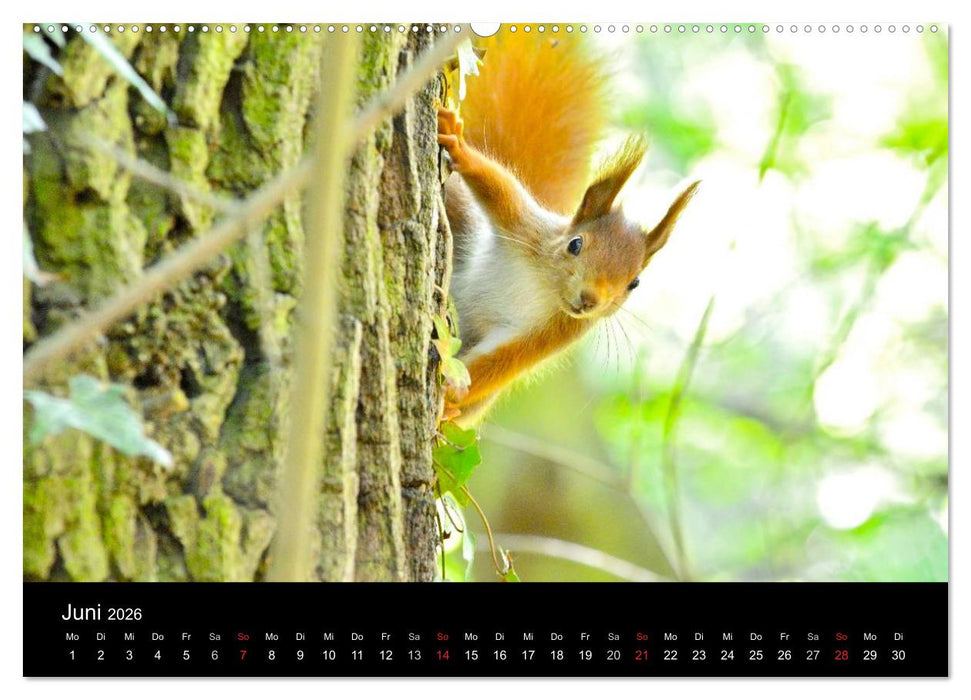 Mannheimer Waldpark (CALVENDO Premium Wandkalender 2026)