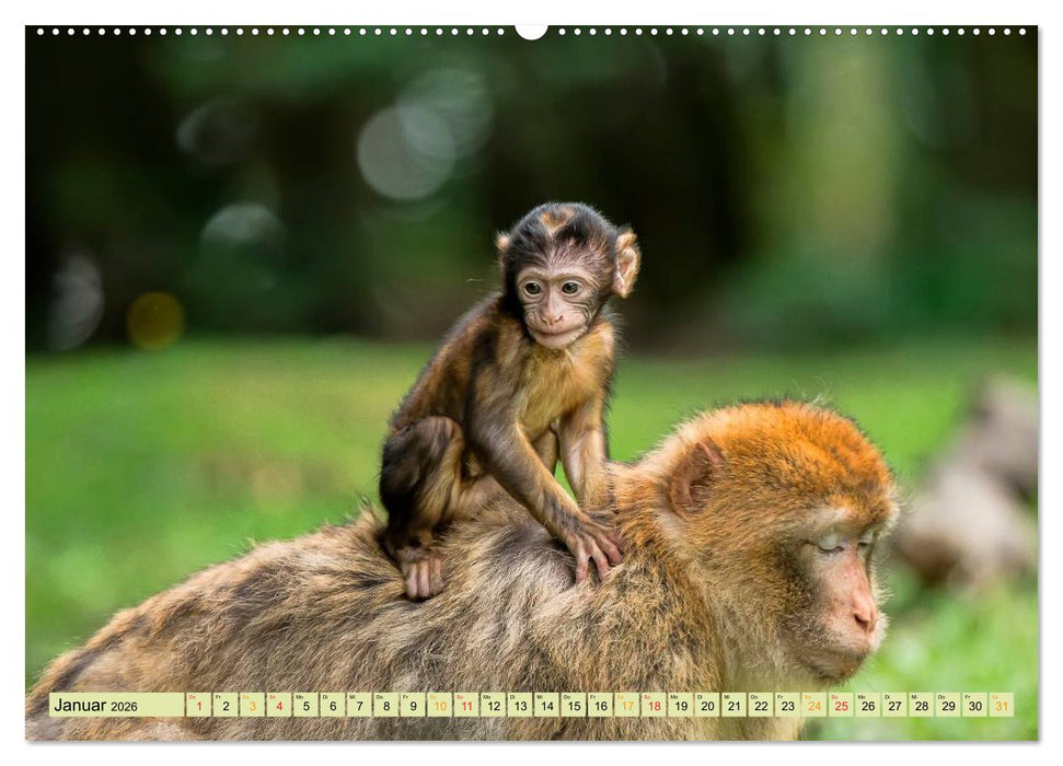 Affen - Affenkinder (CALVENDO Premium Wandkalender 2026)