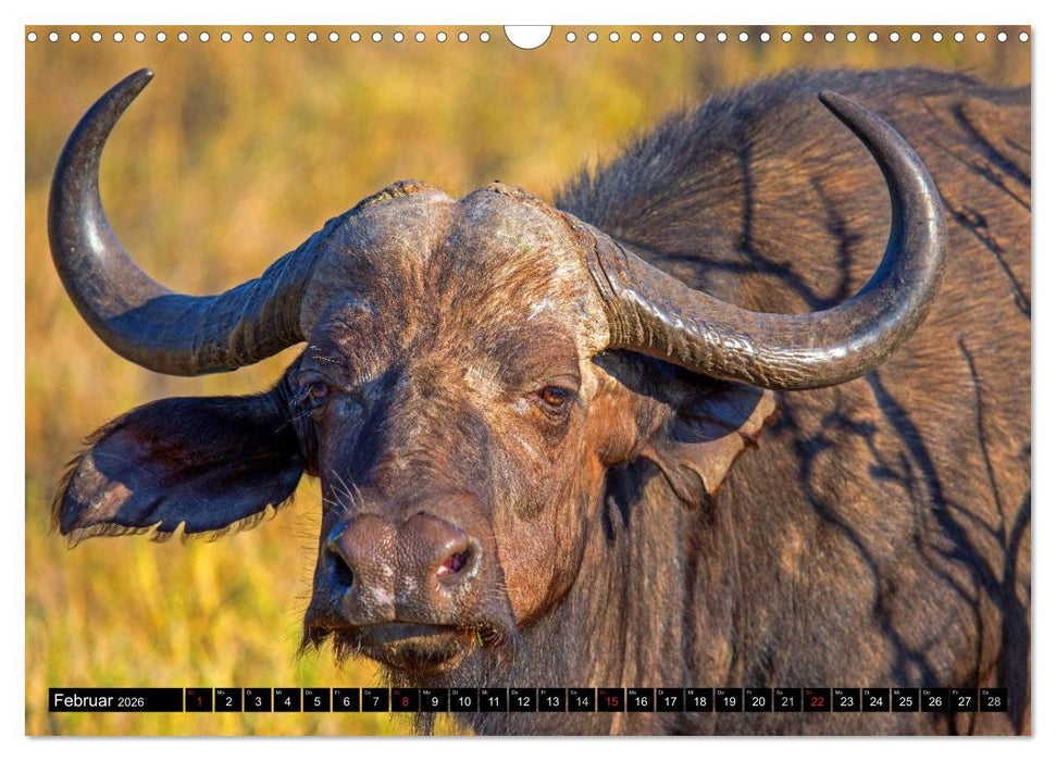 Safari durch das Südliche Afrika (CALVENDO Wandkalender 2026)