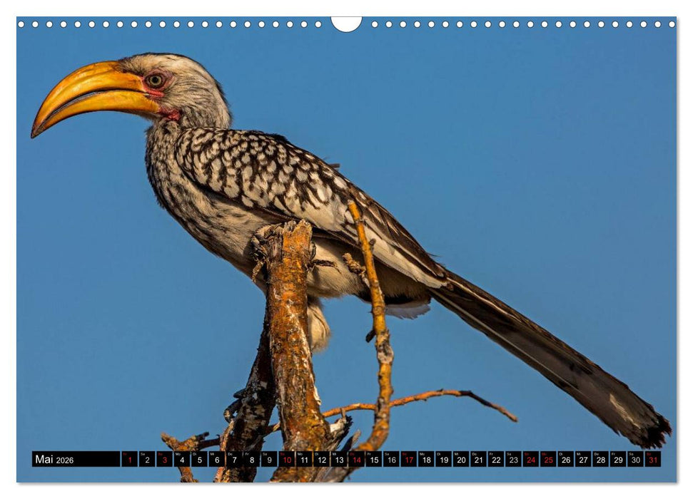 Safari durch das Südliche Afrika (CALVENDO Wandkalender 2026)
