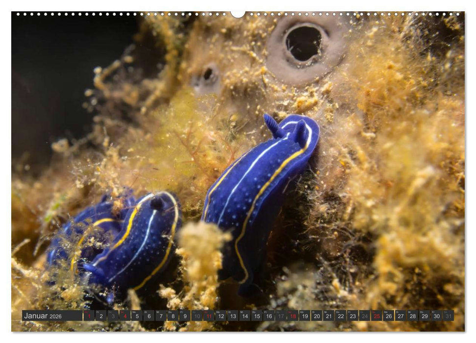 Unterwasser - Nacktschnecken 2026 (CALVENDO Premium Wandkalender 2026)