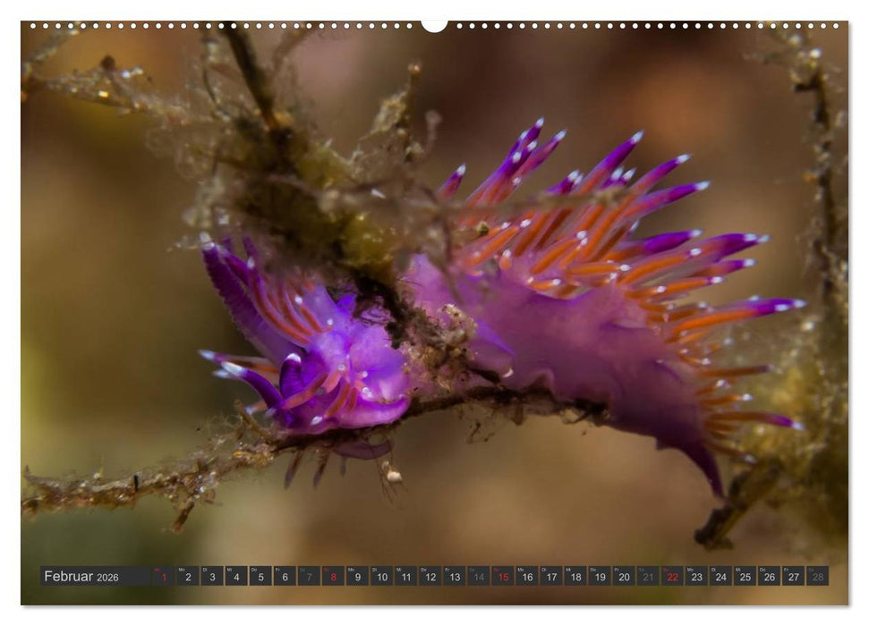 Unterwasser - Nacktschnecken 2026 (CALVENDO Premium Wandkalender 2026)