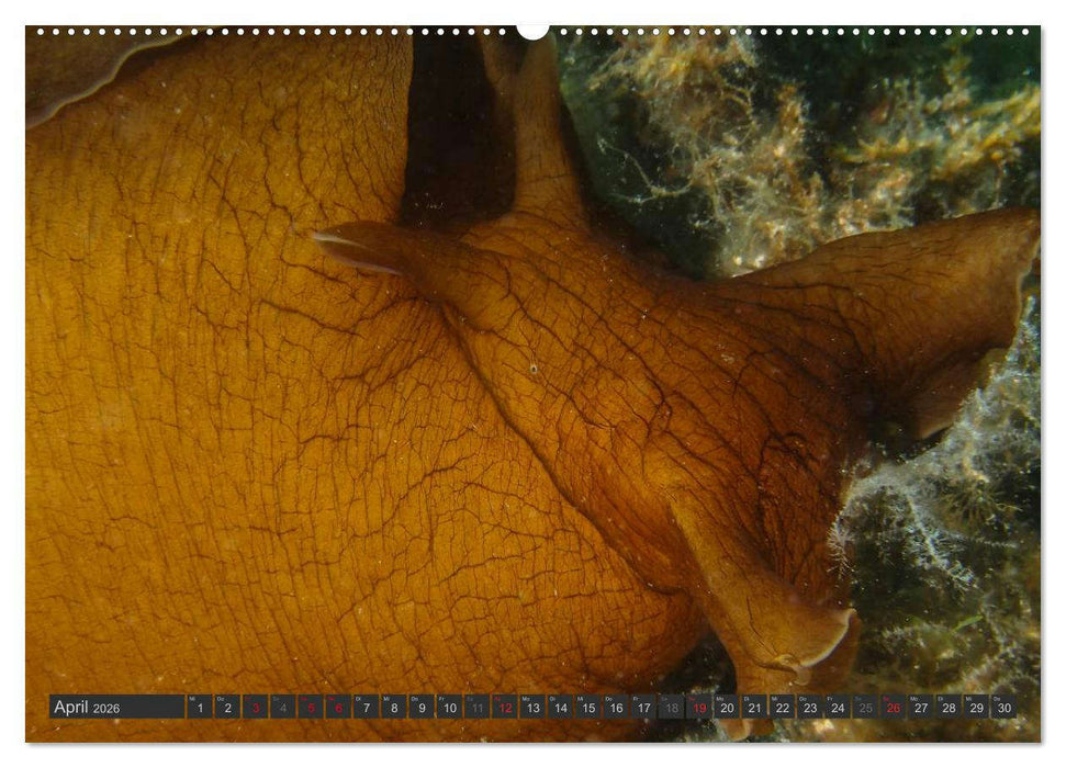 Unterwasser - Nacktschnecken 2026 (CALVENDO Premium Wandkalender 2026)