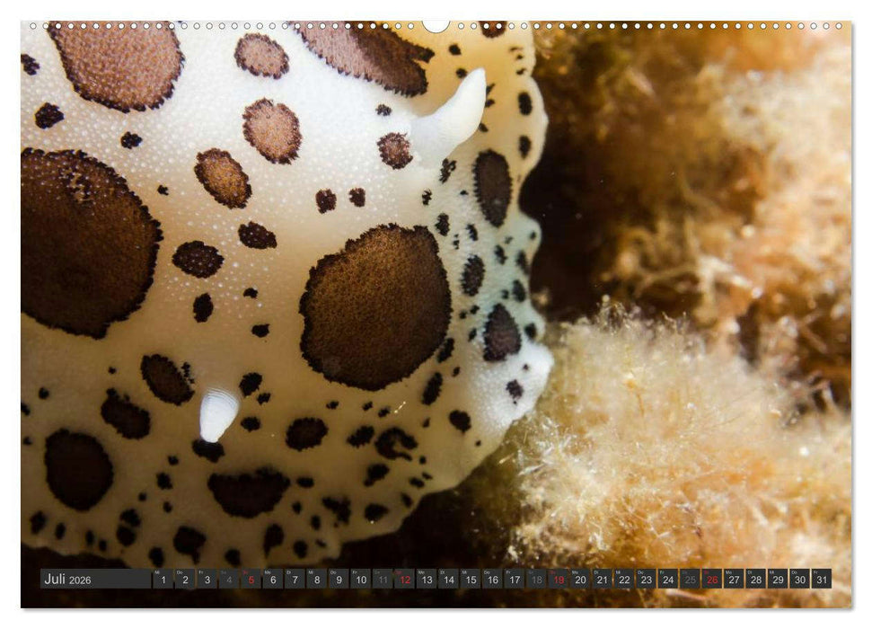 Unterwasser - Nacktschnecken 2026 (CALVENDO Premium Wandkalender 2026)