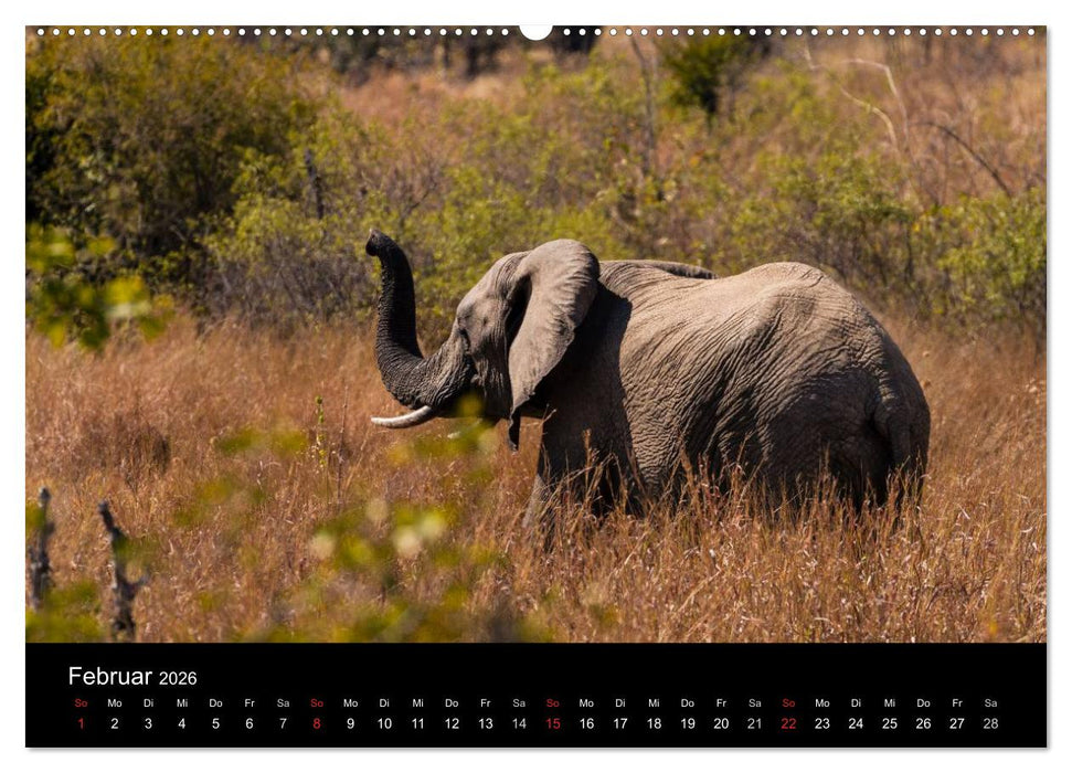 Elefanten - Die sanften Riesen Afrikas (CALVENDO Premium Wandkalender 2026)