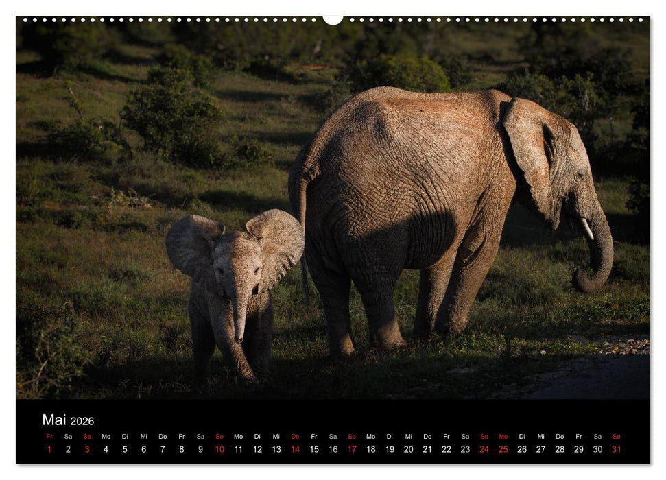 Elefanten - Die sanften Riesen Afrikas (CALVENDO Premium Wandkalender 2026)