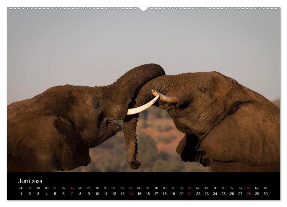 Elefanten - Die sanften Riesen Afrikas (CALVENDO Premium Wandkalender 2026)