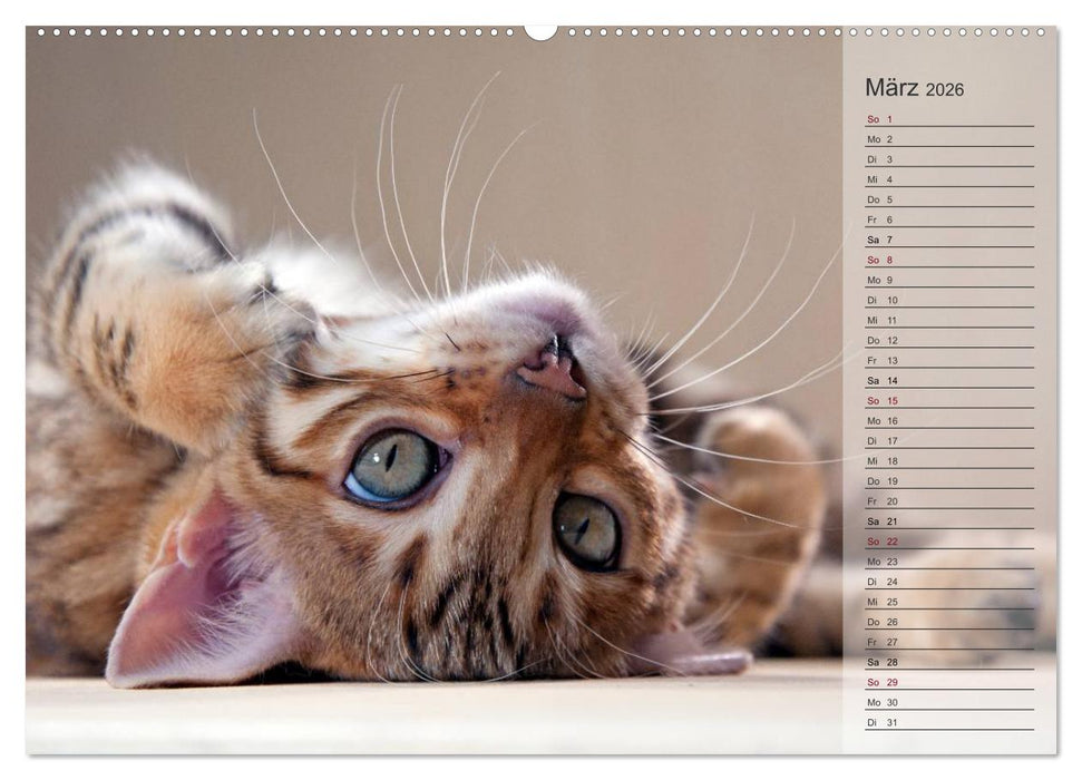 Die Bengalkatze. Edition Jungtiere (CALVENDO Premium Wandkalender 2026)