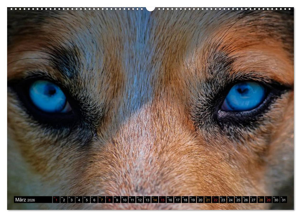 Wölfe - sie sind wieder da (CALVENDO Premium Wandkalender 2026)
