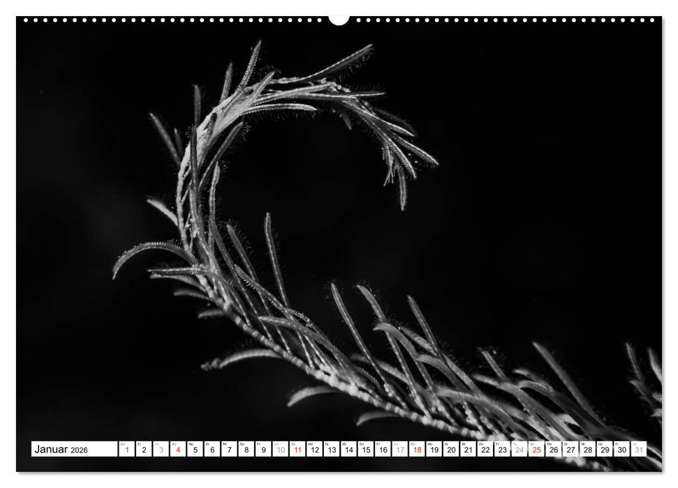 Unterwasser Makros - schwarz weiss 2026 (CALVENDO Premium Wandkalender 2026)