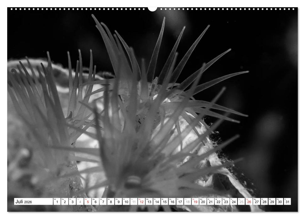 Unterwasser Makros - schwarz weiss 2026 (CALVENDO Premium Wandkalender 2026)