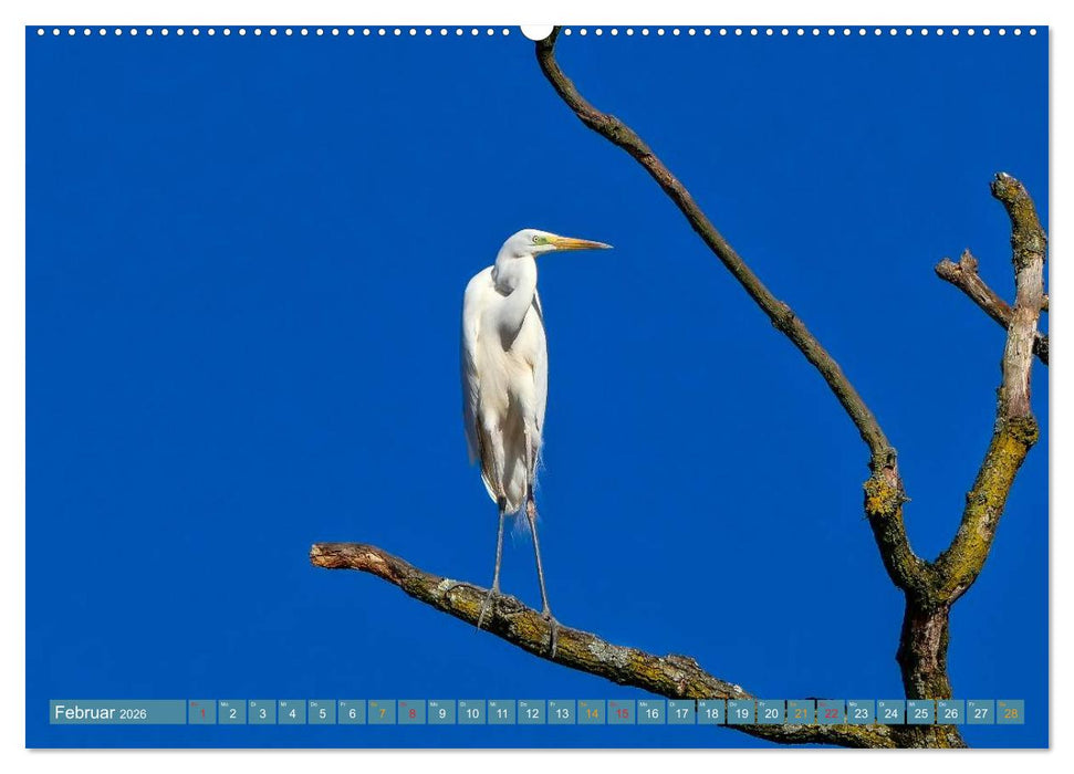 Reiher - auf langen Beinen (CALVENDO Premium Wandkalender 2026)