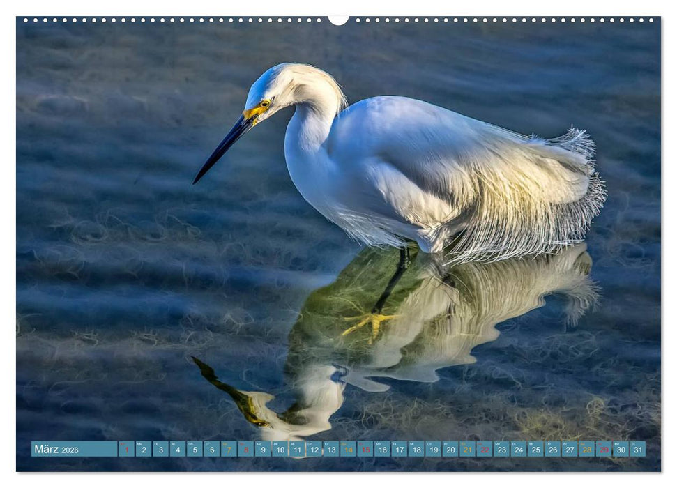 Reiher - auf langen Beinen (CALVENDO Premium Wandkalender 2026)