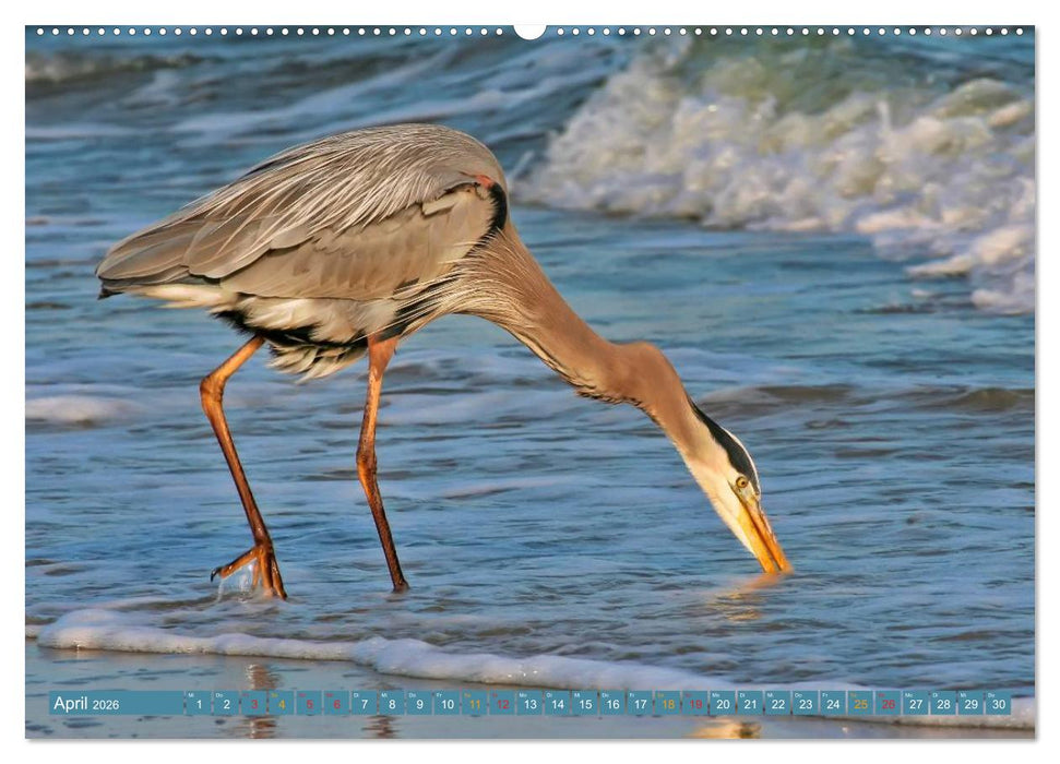Reiher - auf langen Beinen (CALVENDO Premium Wandkalender 2026)