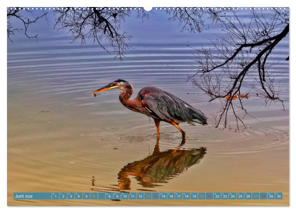 Reiher - auf langen Beinen (CALVENDO Premium Wandkalender 2026)