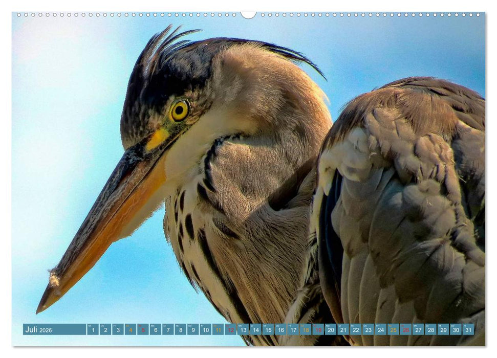 Reiher - auf langen Beinen (CALVENDO Premium Wandkalender 2026)