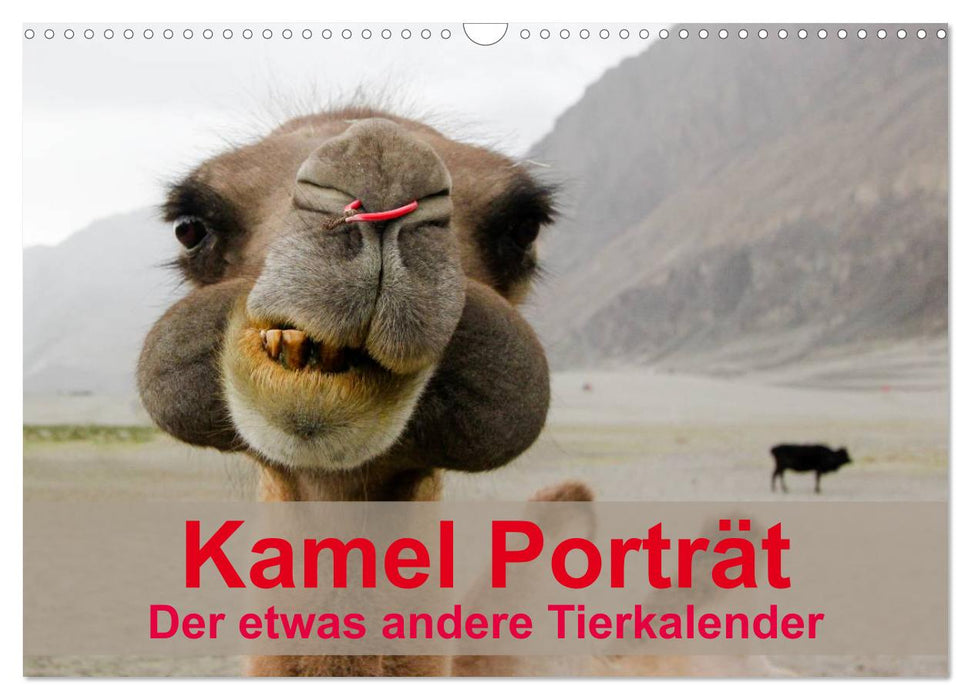 Kamel Porträt (CALVENDO Wandkalender 2026)