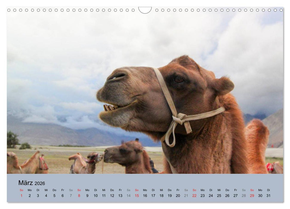 Kamel Porträt (CALVENDO Wandkalender 2026)