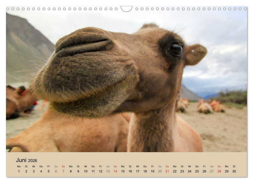 Kamel Porträt (CALVENDO Wandkalender 2026)