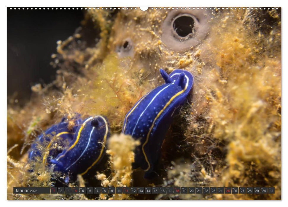 Unterwasser - Nacktschnecken 2026 (CALVENDO Wandkalender 2026)