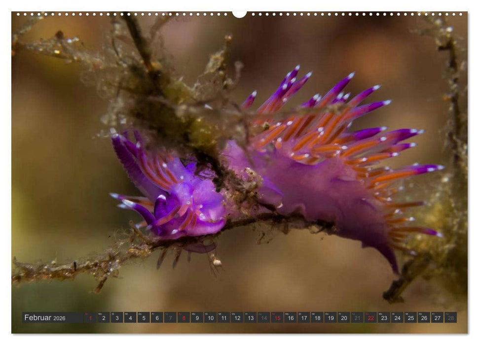 Unterwasser - Nacktschnecken 2026 (CALVENDO Wandkalender 2026)