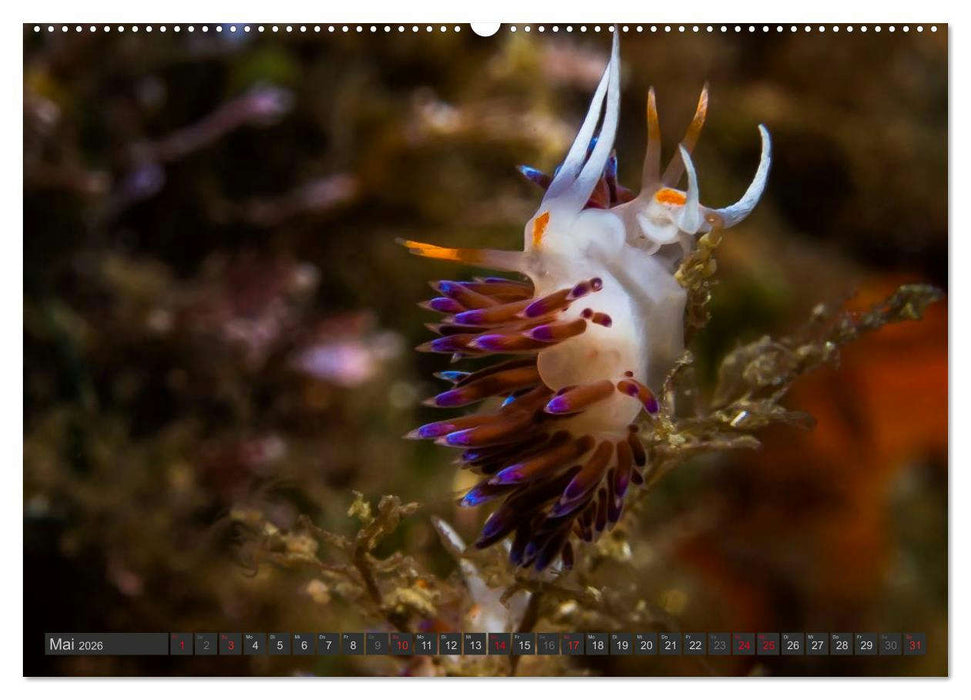 Unterwasser - Nacktschnecken 2026 (CALVENDO Wandkalender 2026)