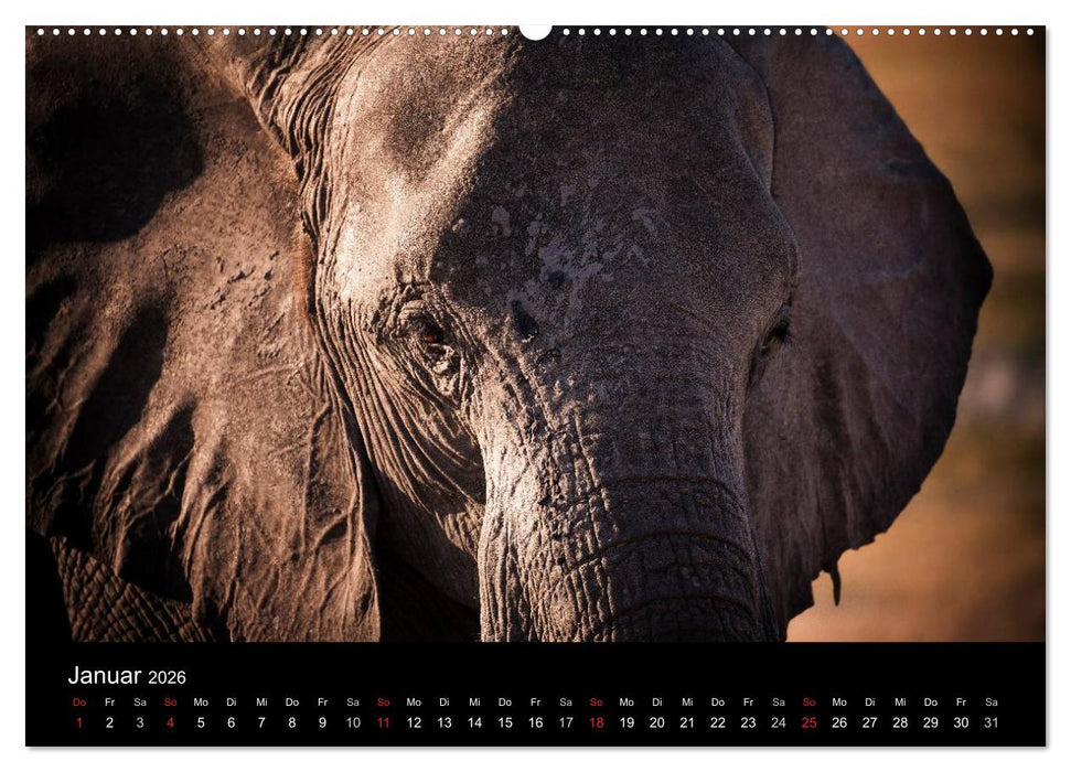 Elefanten - Die sanften Riesen Afrikas (CALVENDO Wandkalender 2026)