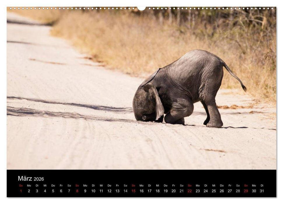 Elefanten - Die sanften Riesen Afrikas (CALVENDO Wandkalender 2026)