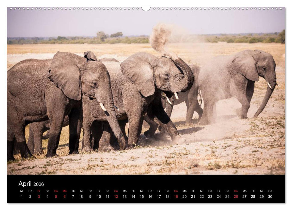 Elefanten - Die sanften Riesen Afrikas (CALVENDO Wandkalender 2026)