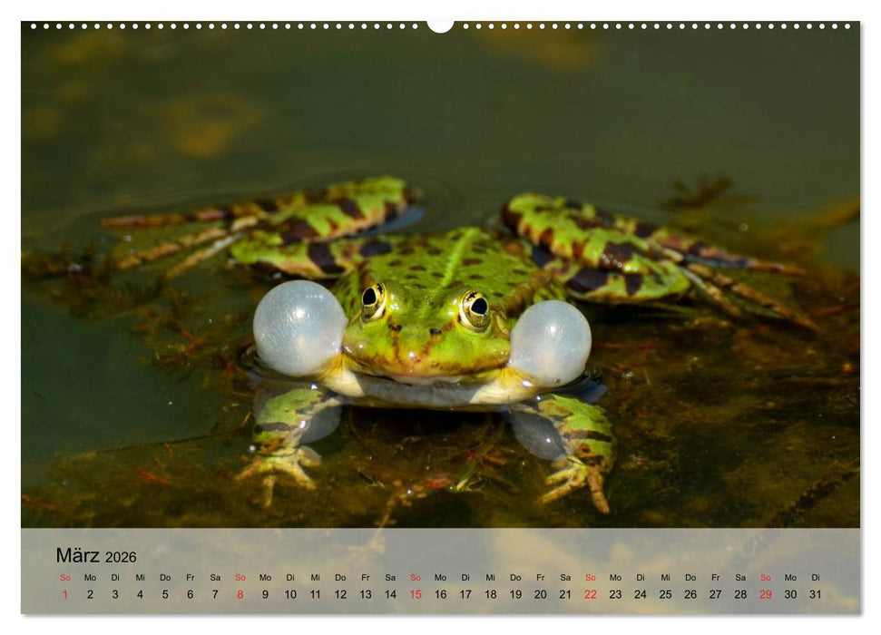 Frosch müsste man sein! (CALVENDO Premium Wandkalender 2026)