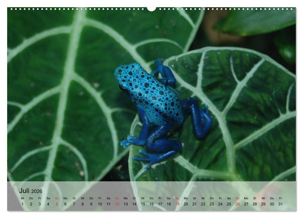 Frosch müsste man sein! (CALVENDO Premium Wandkalender 2026)