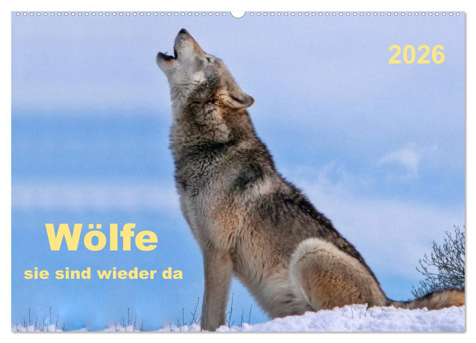 Wölfe - sie sind wieder da (CALVENDO Wandkalender 2026)