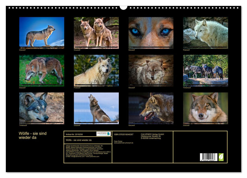 Wölfe - sie sind wieder da (CALVENDO Wandkalender 2026)