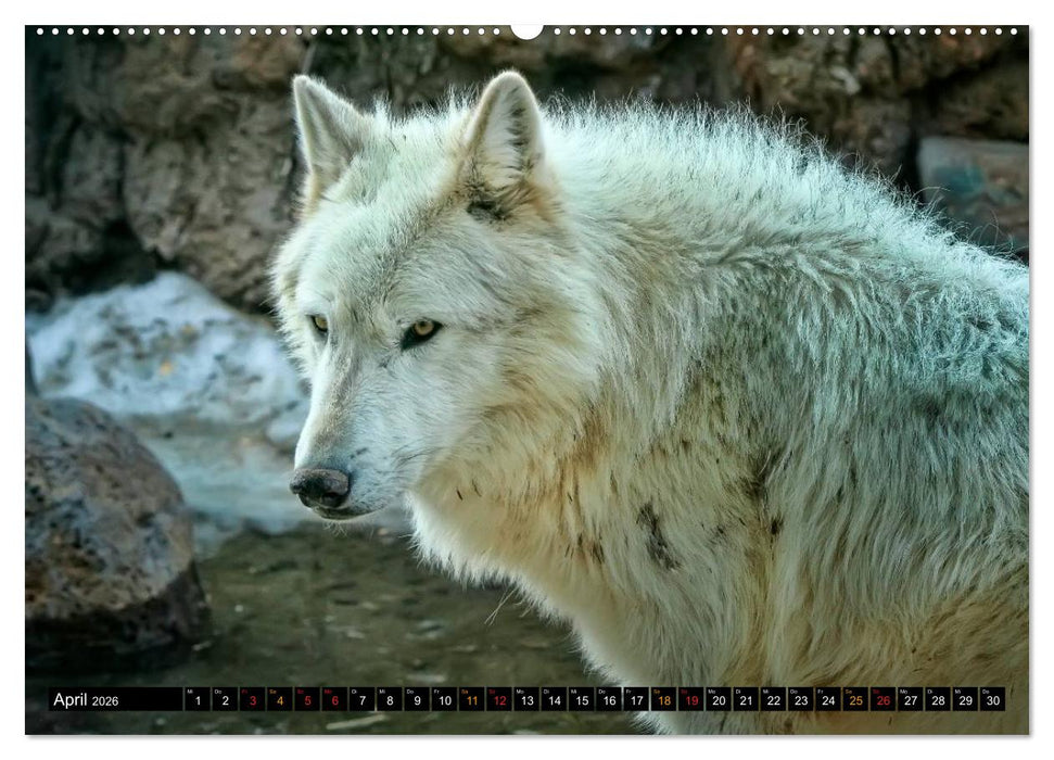 Wölfe - sie sind wieder da (CALVENDO Wandkalender 2026)