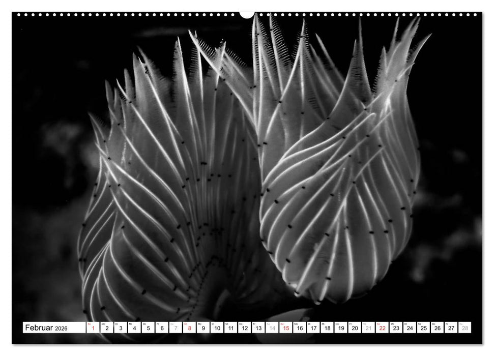 Unterwasser Makros - schwarz weiss 2026 (CALVENDO Wandkalender 2026)