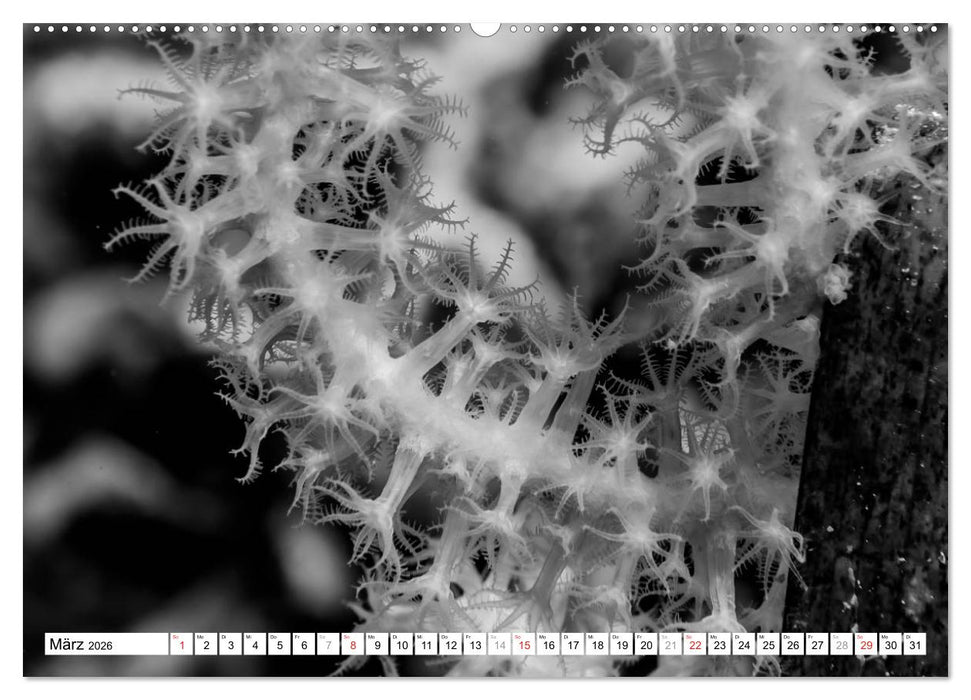 Unterwasser Makros - schwarz weiss 2026 (CALVENDO Wandkalender 2026)