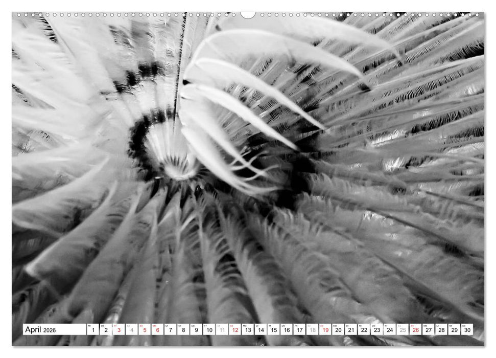Unterwasser Makros - schwarz weiss 2026 (CALVENDO Wandkalender 2026)