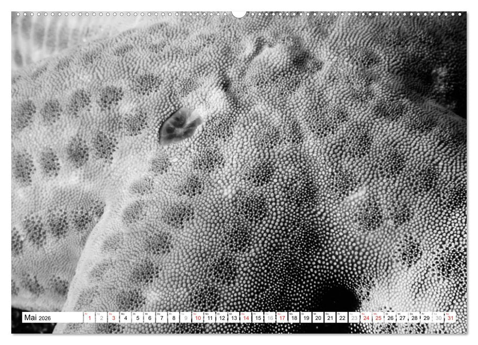 Unterwasser Makros - schwarz weiss 2026 (CALVENDO Wandkalender 2026)