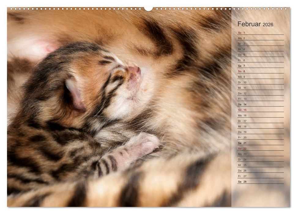 Die Bengalkatze. Edition Jungtiere (CALVENDO Wandkalender 2026)
