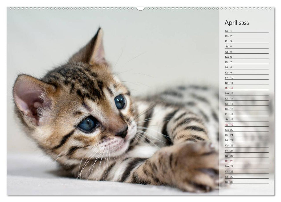 Die Bengalkatze. Edition Jungtiere (CALVENDO Wandkalender 2026)