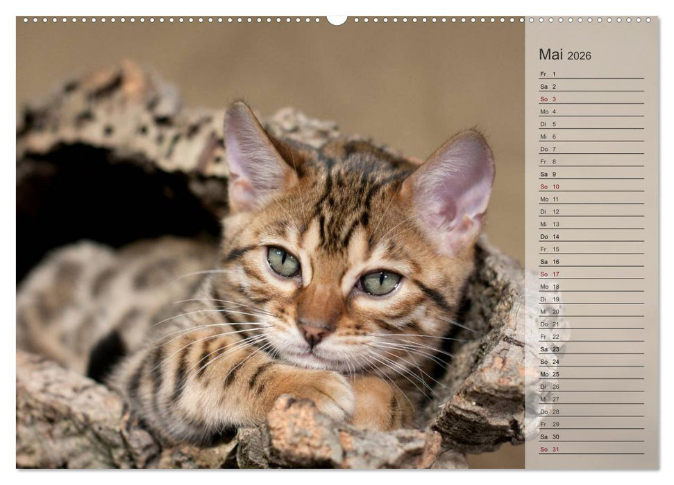 Die Bengalkatze. Edition Jungtiere (CALVENDO Wandkalender 2026)
