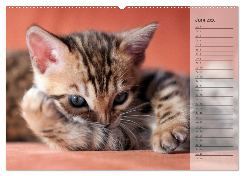 Die Bengalkatze. Edition Jungtiere (CALVENDO Wandkalender 2026)