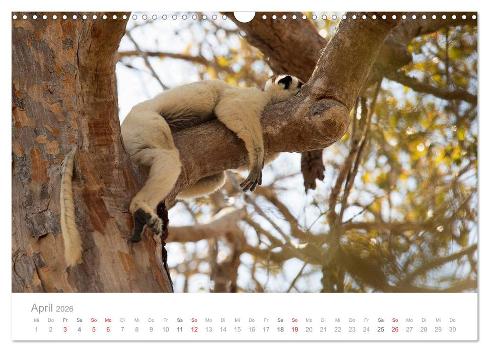 Paradies Madagaskar (CALVENDO Wandkalender 2026)