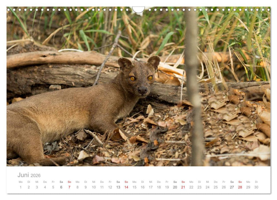 Paradies Madagaskar (CALVENDO Wandkalender 2026)