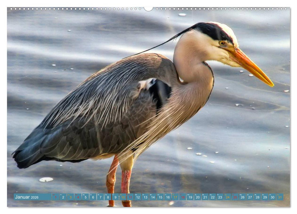 Reiher - auf langen Beinen (CALVENDO Wandkalender 2026)