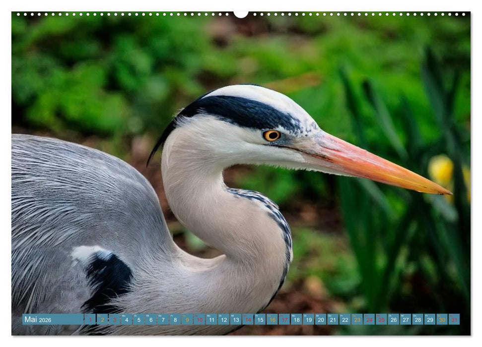 Reiher - auf langen Beinen (CALVENDO Wandkalender 2026)